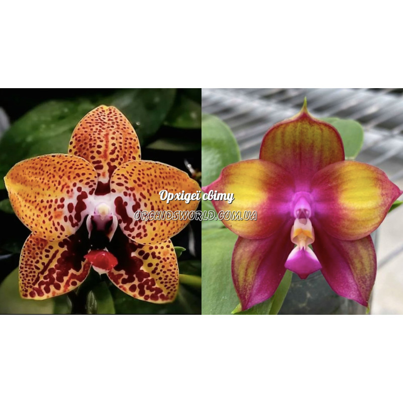 Орхiдея Phal. Zheng Min Anaconda x Mituo Love MO662 - купити